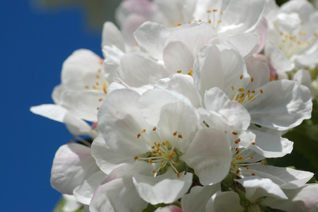 苹果树的花