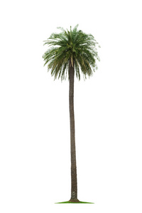 在白色背景上棕榈