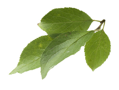 梅花叶子枯黄图片