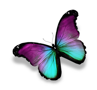 暗绿色紫蝴蝶蝶，孤立在白色