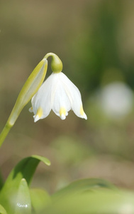 雪花莲花