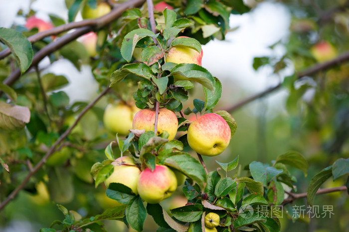 苹果苹果树的树枝上