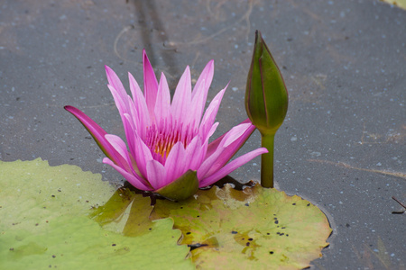 池塘里盛开的粉红荷花