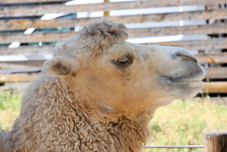 camelide骆驼大头照片