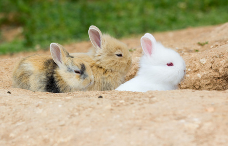 在其孔内的三个可爱小兔子