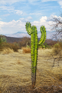 Kaktusa