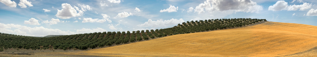 橄榄种植园的全景图像