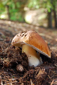 cep 蘑菇