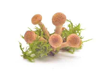 蘑菇蜜环菌