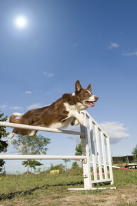 跳跃的边境牧羊犬