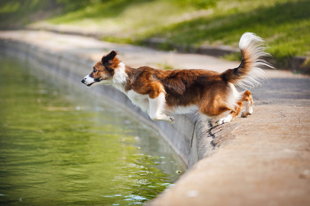 跳进水里的狗边境牧羊犬