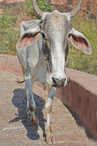 在典型的印度房子 奥恰 中央邦 印度印度圣牛