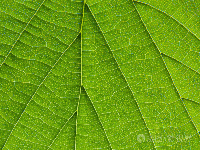 生物纹理的叶