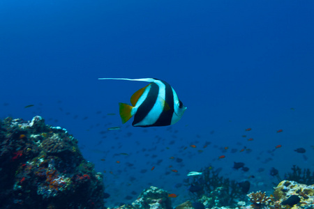 彭南特 coralfish heniochus 黄州 马尔代夫