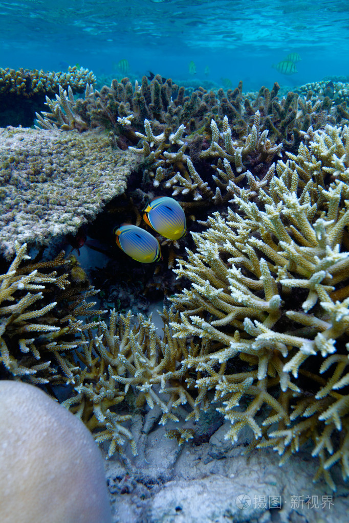 椭圆形鱼chaetodonlunulatus马尔代夫