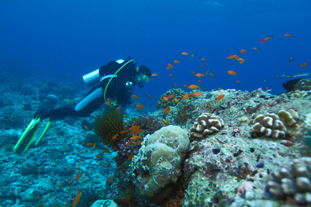 潜水员和海听 pseudanthias squamipinnis，马尔代夫