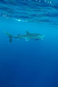 鲸鲨 rhincodon 片块者除外 马尔代夫