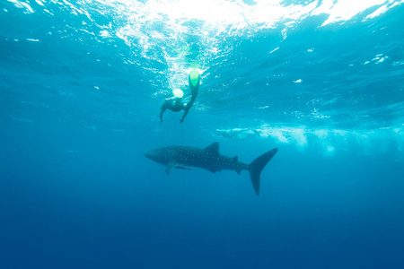 鲸鲨 rhincodon 片块者除外 马尔代夫