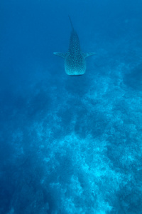 鲸鲨 rhincodon 片块者除外 马尔代夫