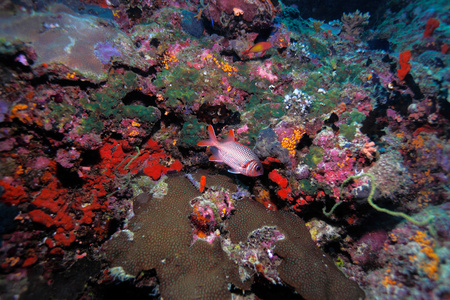 松果 soldierfish myripristis murdjan 马尔代夫