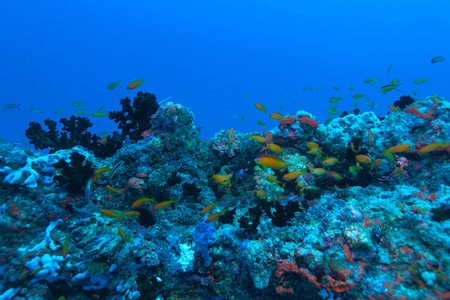 海听 pseudanthias squamipinnis，马尔代夫