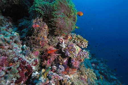 马尔代夫条 园丁菌种 在海洋中的海葵 赫特
