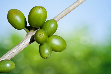咖啡豆种植