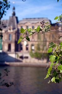 春天树叶和罗浮宫，巴黎，法国