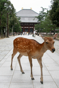 东大古寺，奈良，日本