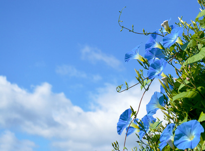 蓝色蕹菜