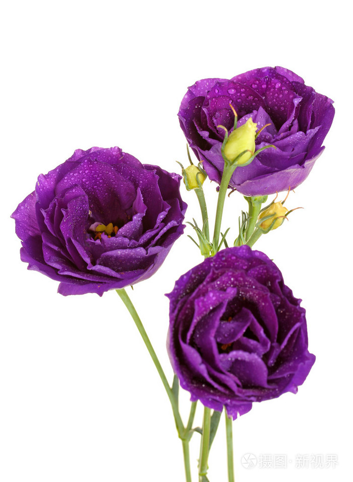 在白色背景上的紫色洋