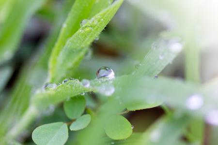 新鲜绿草与水的鸿沟影响滴