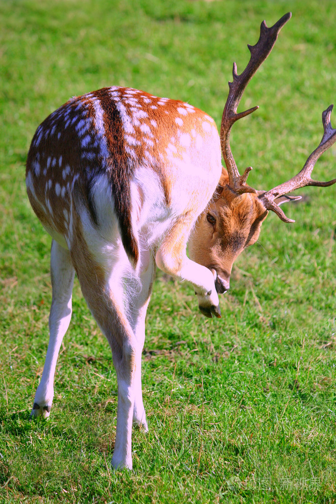 鹿后腿爪子舔