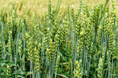 小麦作物植物无止境图片