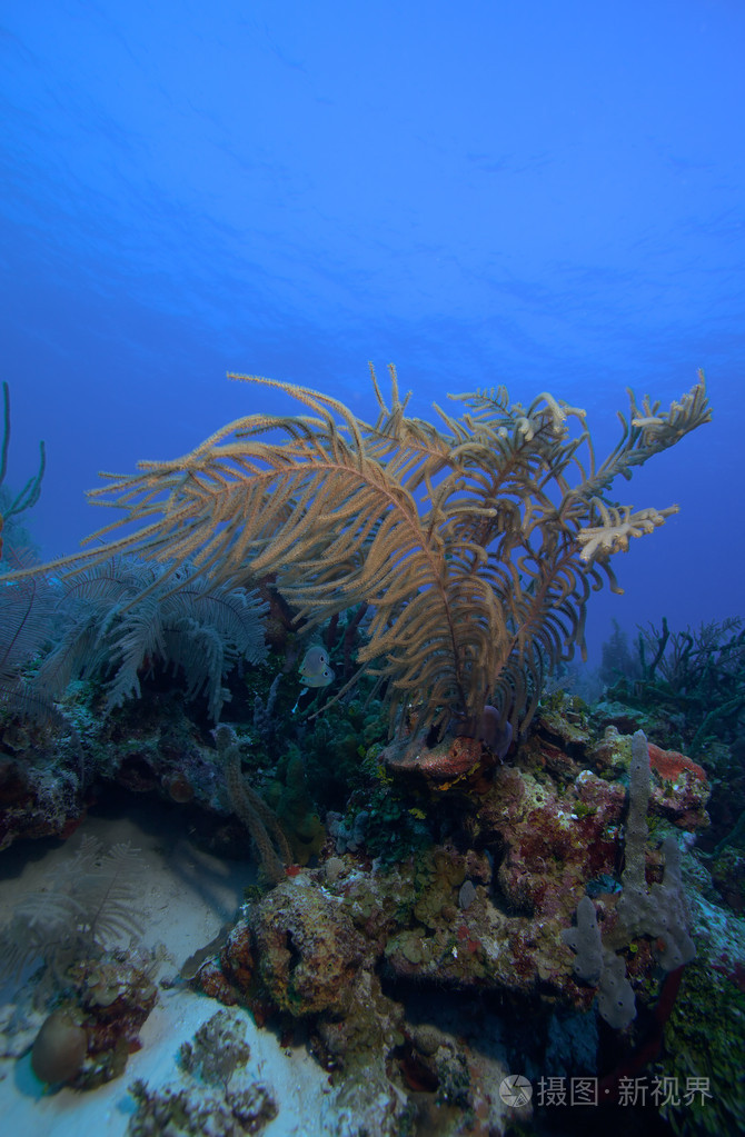 软珊瑚附近拉戈岛古巴