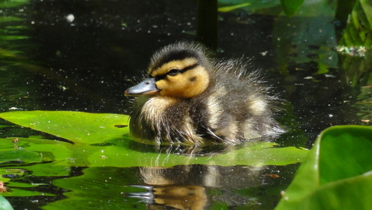 在一片叶子上 babyduck