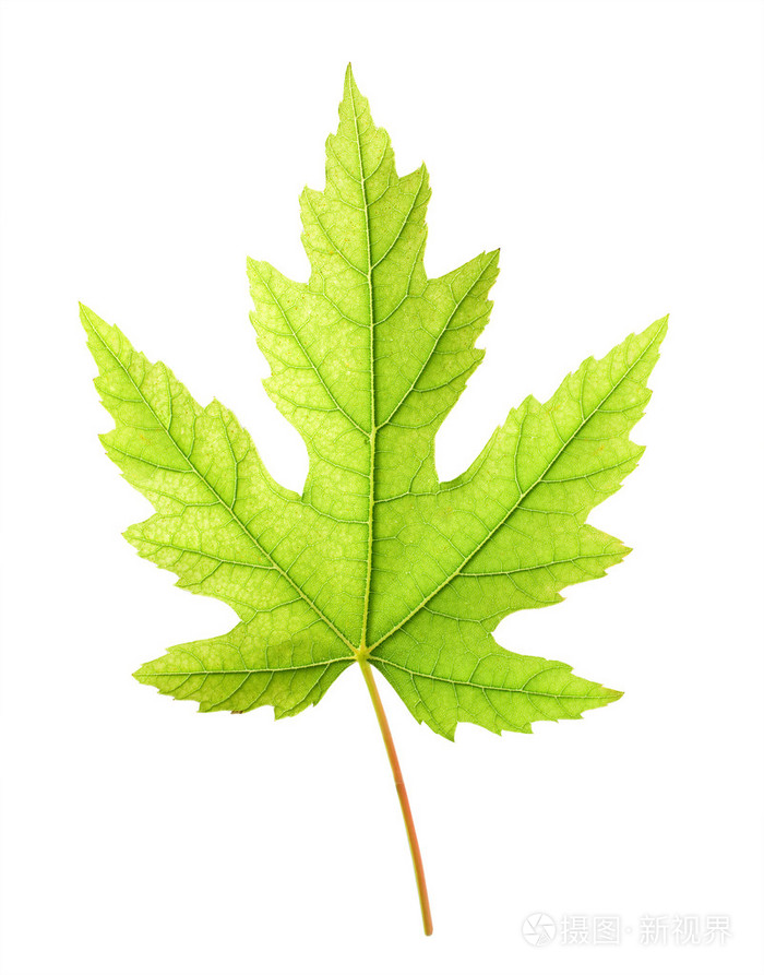 绿色枫叶