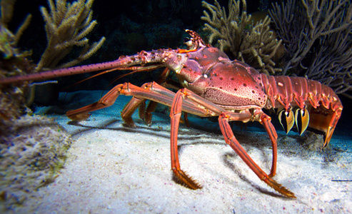 在野外,拉尔戈岛,古巴龙虾照片