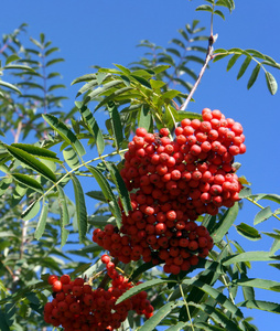 ashberry 在干燥阳光灿烂的日子