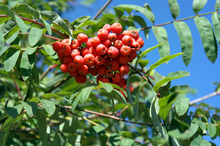 ashberry 在干燥阳光灿烂的日子