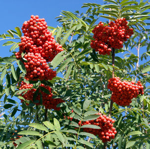 ashberry 在干燥阳光灿烂的日子