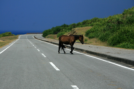 道路与那国岛上的马