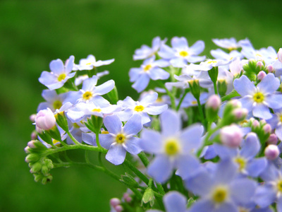 忘了我不鲜花花束