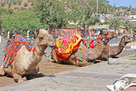 在印度，比卡内尔骆驼节