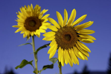 两个向日葵特写图片