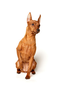 红色微型 pinscher