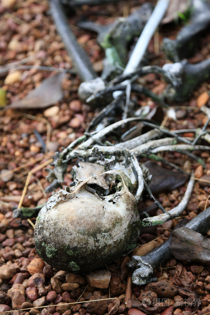 黑猩猩骨架野生动物保护区乌干达