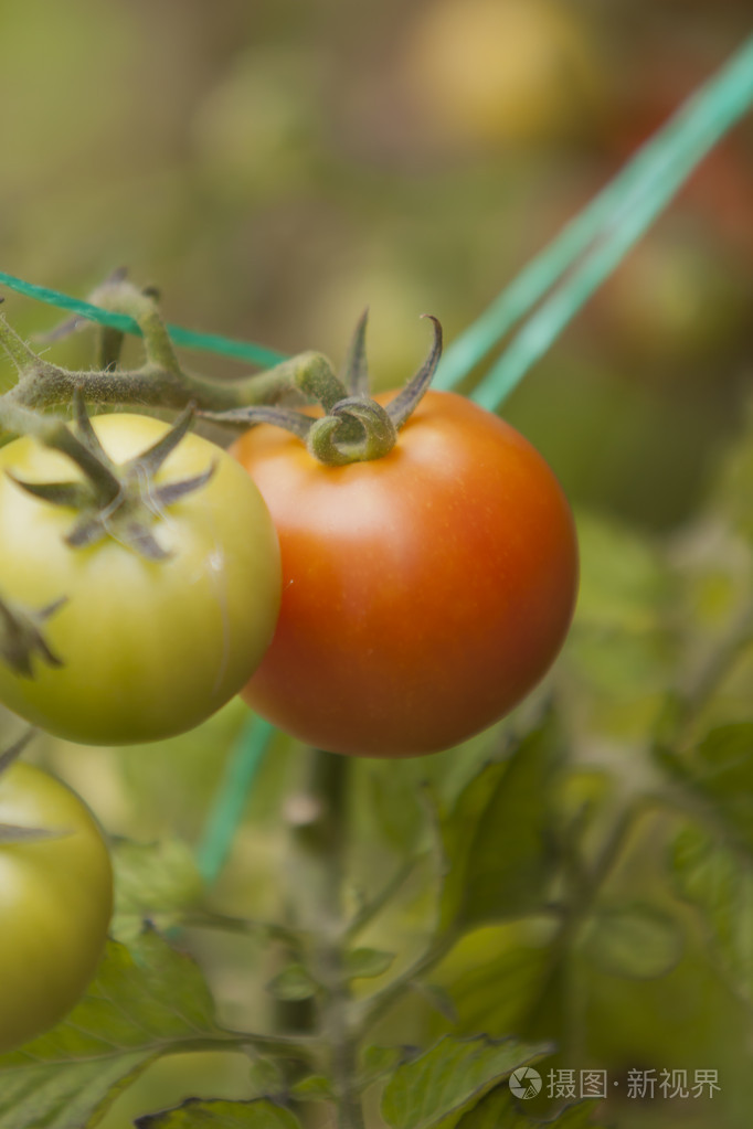 在葡萄藤上的西红柿