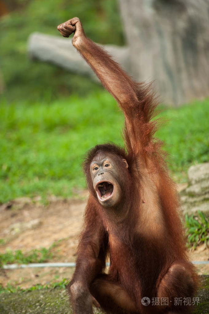 猩猩做手势(这张图片是系列的一部分)