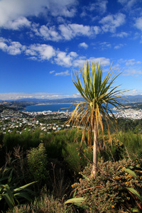 查看从 wrights 山，惠灵顿，新西兰